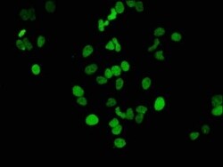 Histone H3.1, ac Lys14 Antibody (3H3), Novus Biologicals 100 &mu;L; Unconjugated:Antibodies,