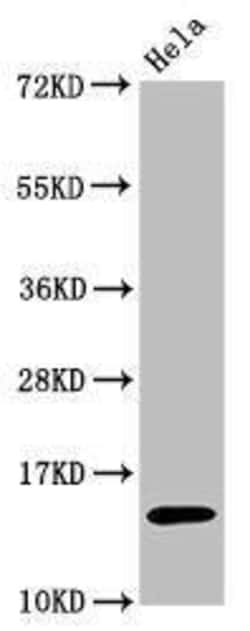 Histone H3.1, ac Lys56 Antibody (3H2), Novus Biologicals:Antibodies:Primary