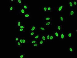 Histone H3.1, ac Lys56 Antibody (3H2), Novus Biologicals:Antibodies:Primary