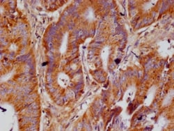 ACAA2 Antibody (12F4), Novus Biologicals 50 &mu;L; Unconjugated:Antibodies,