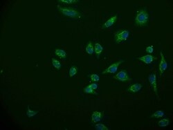 ACAA2 Antibody (12F4), Novus Biologicals 50 &mu;L; Unconjugated:Antibodies,