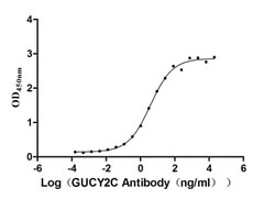 GUCY2C Antibody (4G12), Novus Biologicals:Antibodies:Primary Antibodies