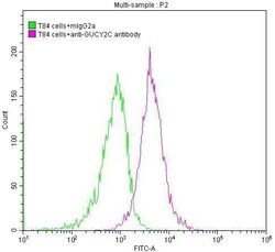 GUCY2C Antibody (4G12), Novus Biologicals:Antibodies:Primary Antibodies
