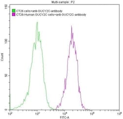 GUCY2C Antibody (4G12), Novus Biologicals:Antibodies:Primary Antibodies