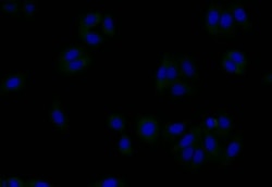 Gelsolin/GSN Antibody (16H9), Novus Biologicals:Antibodies:Primary Antibodies