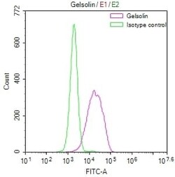 Gelsolin/GSN Antibody (16H9), Novus Biologicals:Antibodies:Primary Antibodies