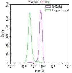 NMDAR1 Antibody (24F5), Novus Biologicals:Antibodies:Primary Antibodies