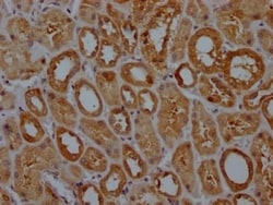 Glutathione Peroxidase 4/GPX4 Antibody (9D4), Novus Biologicals:Antibodies:Primary