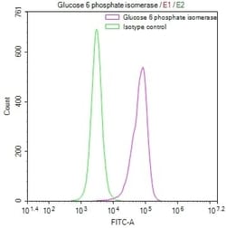 Glucose 6 phosphate isomerase Antibody (12A4), Novus Biologicals:Antibodies:Primary