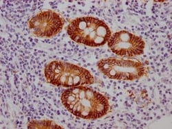 A33/GPA33 Antibody (4H4), Novus Biologicals 50 &mu;L; Unconjugated:Antibodies,