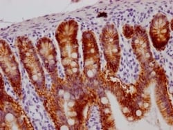 A33/GPA33 Antibody (4H4), Novus Biologicals 50 &mu;L; Unconjugated:Antibodies,