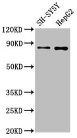 GOLM1 Antibody (9C2), Novus Biologicals 50 &mu;L; Unconjugated:Antibodies,