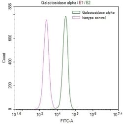 alpha-Galactosidase A/GLA Antibody (30H11), Novus Biologicals 50 &mu;L;