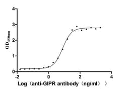 GIPR Antibody (12C6), Novus Biologicals:Antibodies:Primary Antibodies