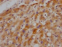 Growth Hormone R Antibody (10C11), Novus Biologicals:Antibodies:Primary