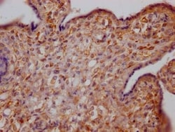 Growth Hormone R Antibody (10C11), Novus Biologicals:Antibodies:Primary
