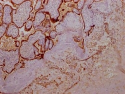 Growth Hormone Antibody (5E9), Novus Biologicals 50 &mu;L; Unconjugated:Antibodies,