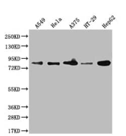 Furin Antibody (1C3), Novus Biologicals 50 &mu;L; Unconjugated:Antibodies,