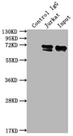 FUBP1 Antibody (7C3), Novus Biologicals 100 &mu;L; Unconjugated:Antibodies,