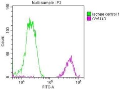 FUBP1 Antibody (7C3), Novus Biologicals 100 &mu;L; Unconjugated:Antibodies,