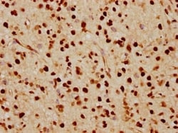 FTO Antibody (4G9), Novus Biologicals 50 &mu;L; Unconjugated:Antibodies,