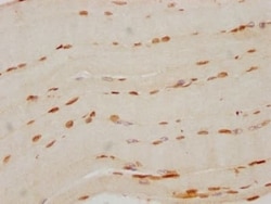FTO Antibody (4G9), Novus Biologicals 50 &mu;L; Unconjugated:Antibodies,
