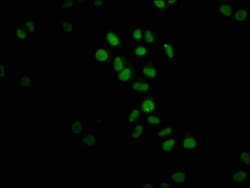 FTO Antibody (4G9), Novus Biologicals 50 &mu;L; Unconjugated:Antibodies,
