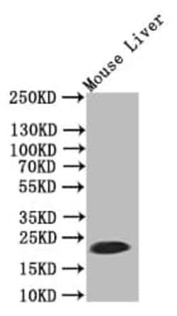 Ferritin Antibody (39G3), Novus Biologicals:Antibodies:Primary Antibodies