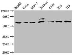 c-Fos Antibody (14C10), Novus Biologicals:Antibodies:Primary Antibodies