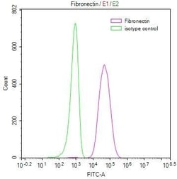 Fibronectin Antibody (25A1), Novus Biologicals 100 &mu;L; Unconjugated:Antibodies,