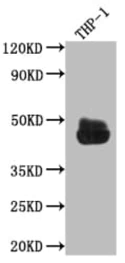 Fc gamma RIIA/CD32a Antibody (3B6), Novus Biologicals 100 &mu;L; Unconjugated:Antibodies,