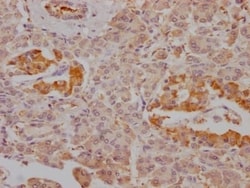 FBPase 1 Antibody (4G3), Novus Biologicals 50 &mu;L; Unconjugated:Antibodies,