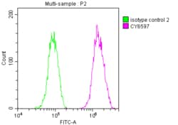 Fatty Acid Synthase/FASN Antibody (2A5), Novus Biologicals 100 &mu;L; Unconjugated:Antibodies,