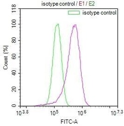 FADS1 Antibody (7A10), Novus Biologicals:Antibodies:Primary Antibodies