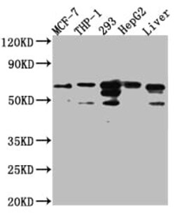 FAAH Antibody (8G3), Novus Biologicals 50 &mu;L | Buy Online | Novus Biologicals | Fisher Scientific