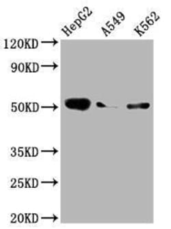 Factor IX Antibody (3G3), Novus Biologicals 100 &mu;L; Unconjugated:Antibodies,
