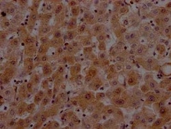 Prothrombin Antibody (9A1), Novus Biologicals 50 &mu;L; Unconjugated:Antibodies,