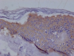 Ezrin Antibody (7F11), Novus Biologicals 100 &mu;L; Unconjugated:Antibodies,