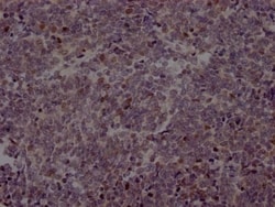 EZH2/KMT6 Antibody (2C7), Novus Biologicals 50 &mu;L, Unconjugated:Antibodies,