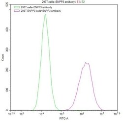 ENPP-3/CD203c Antibody (3B2), Novus Biologicals:Antibodies:Primary Antibodies