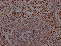 Neutrophil Elastase/ELA2 Antibody (2H12), Novus Biologicals:Antibodies:Primary
