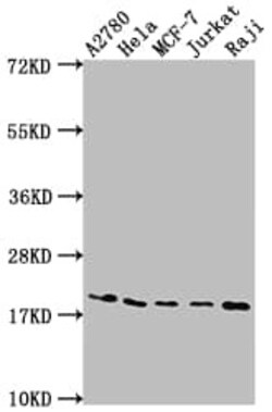 eIF5A Antibody (5E1), Novus Biologicals 100 &mu;L, Unconjugated:Antibodies,