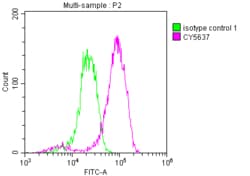 eIF5A Antibody (5E1), Novus Biologicals 100 &mu;L, Unconjugated:Antibodies,
