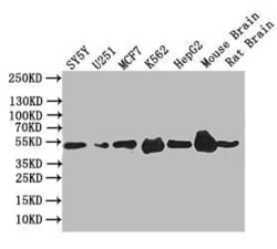 EGR2 Antibody (27C3), Novus Biologicals 100 &mu;L, Unconjugated:Antibodies,