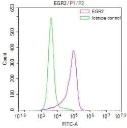 EGR2 Antibody (27C3), Novus Biologicals 100 &mu;L, Unconjugated:Antibodies,