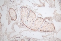 EGF Antibody (18B12), Novus Biologicals:Antibodies:Primary Antibodies