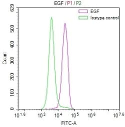 EGF Antibody (18B12), Novus Biologicals:Antibodies:Primary Antibodies