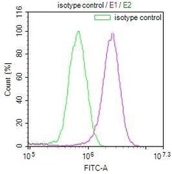 E2F-4 Antibody (24E12), Novus Biologicals:Antibodies:Primary Antibodies
