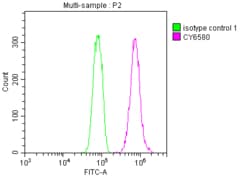 E2F-1 Antibody (1D12), Novus Biologicals:Antibodies:Primary Antibodies