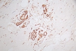 PIN/DLC8 Antibody (20A1), Novus Biologicals:Antibodies:Primary Antibodies